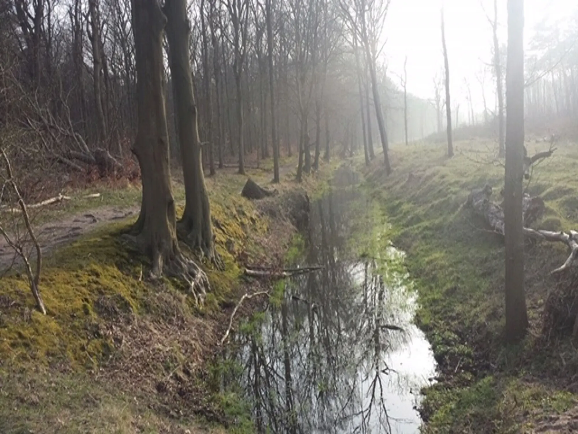 Het duinbos in de omgeving, in de winter