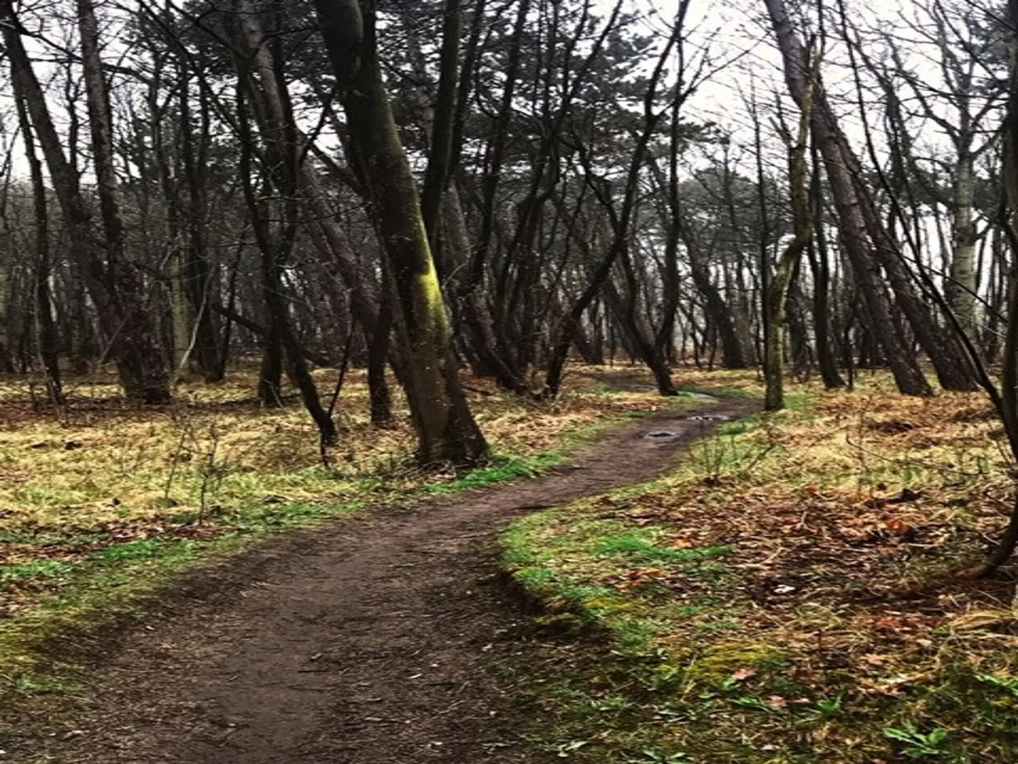 Een pad door het duinbos in de omgeving